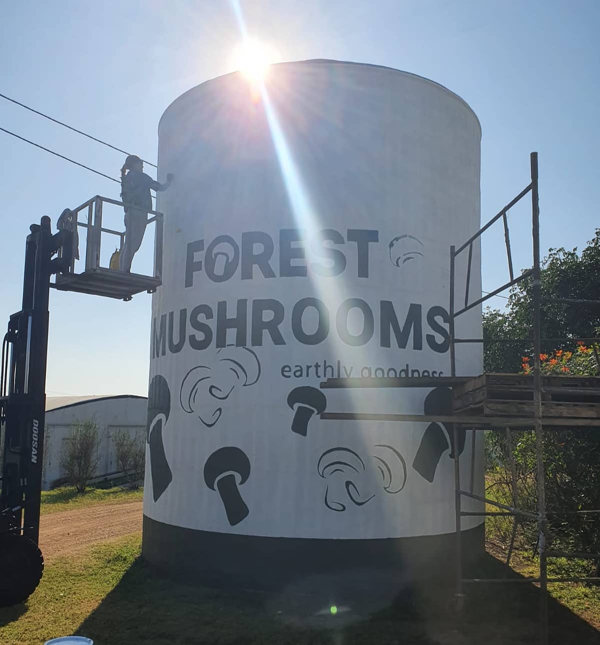 Painting Forest Mushrooms — mural in KwaZulu-Natal